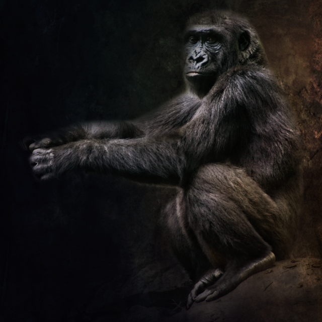 My Wildlife and Nature Photography