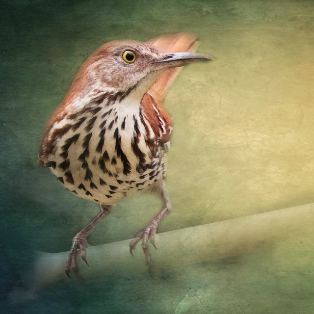 Birds, Birds, Birds